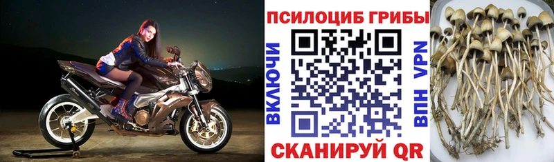 Псилоцибиновые грибы ЛСД  Шенкурск 